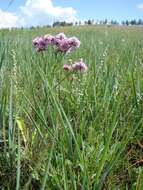 Image de Limonium flexuosum (L.) Kuntze