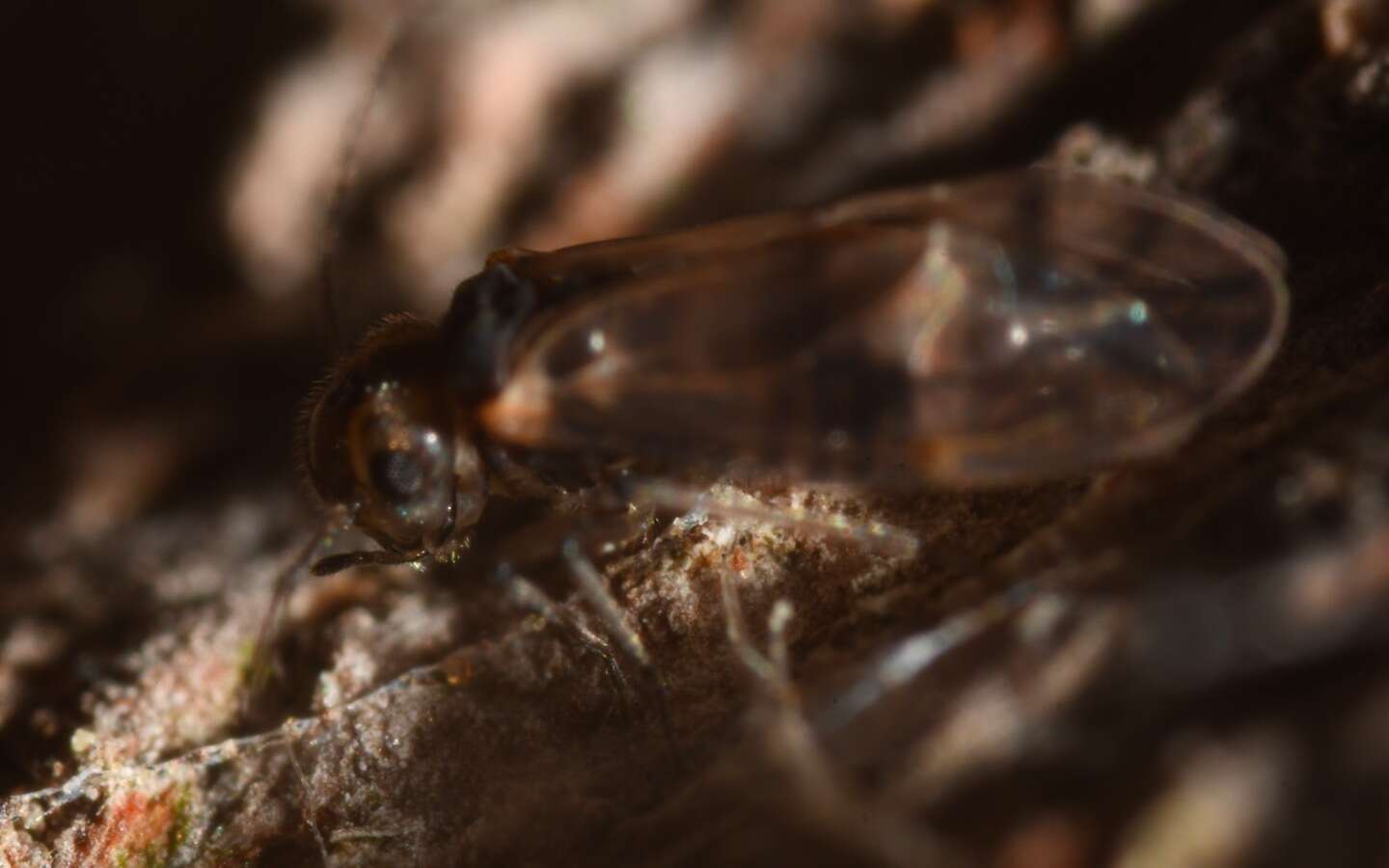 Image of Peripsocus milleri (Tillyard 1923)