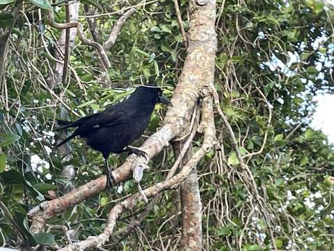 Image of Lord Howe currawong