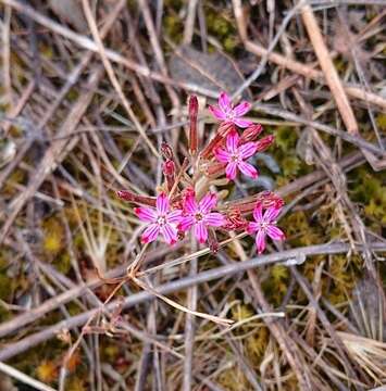 Image of Pistorinia hispanica (L.) DC.