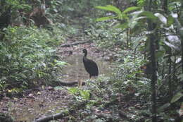 Image of Pale-winged Trumpeter