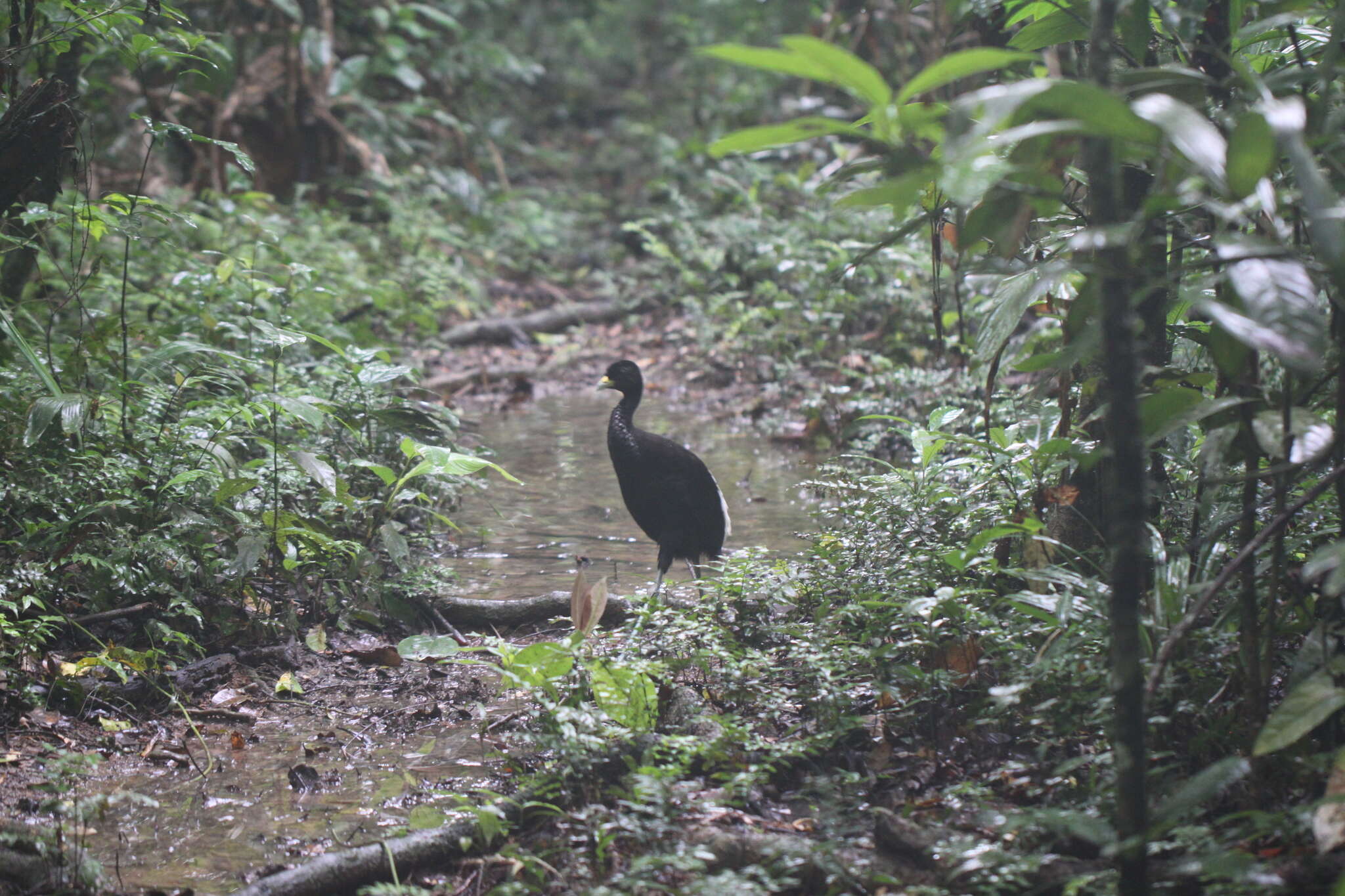 Imagem de Psophia leucoptera Spix 1825