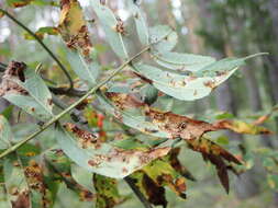 Image of Gymnosporangium cornutum Arthur ex F. Kern 1911