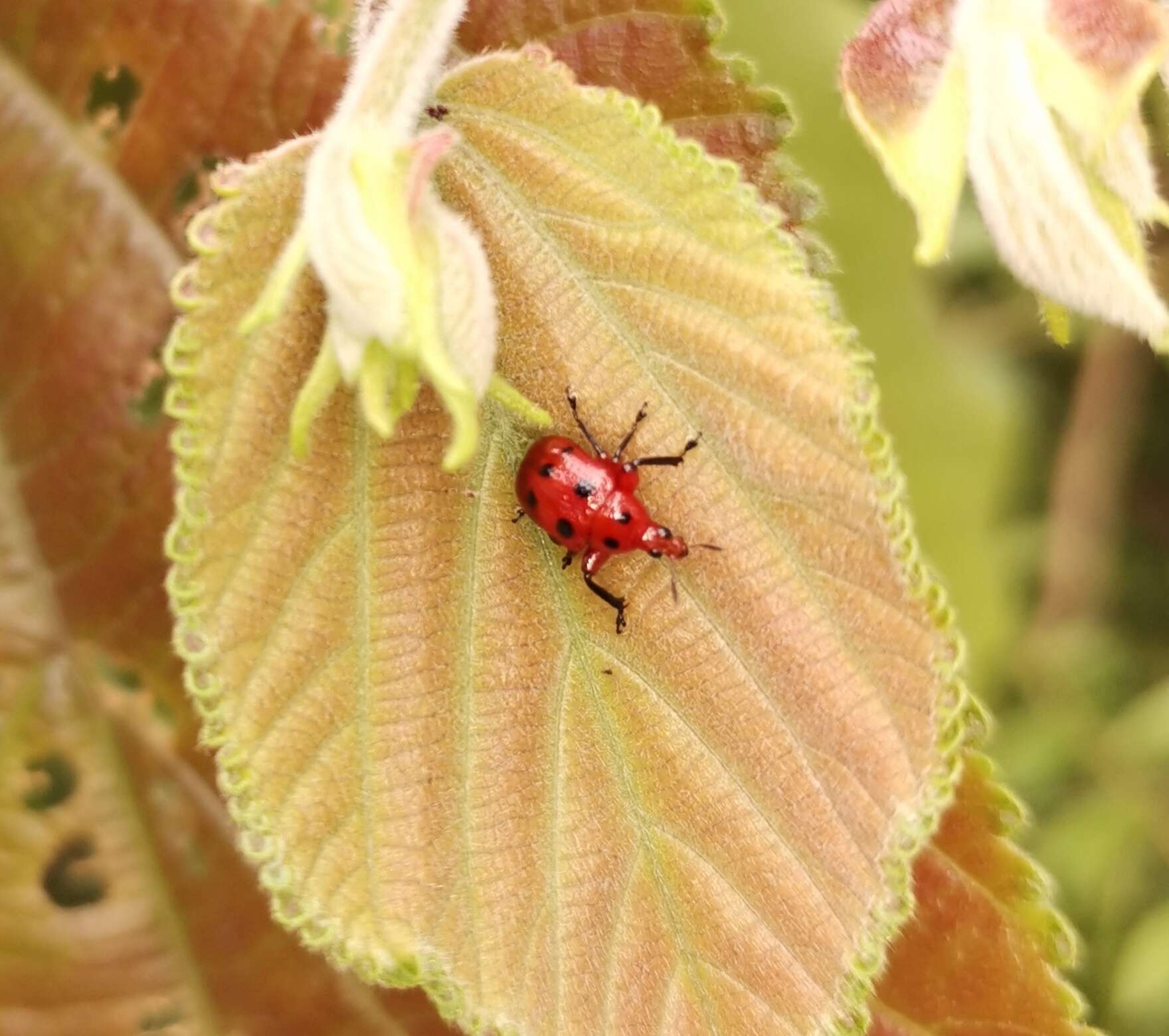 Слика од Henicolabus octomaculatus Voss 1925