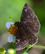 Image of Zarucco Duskywing