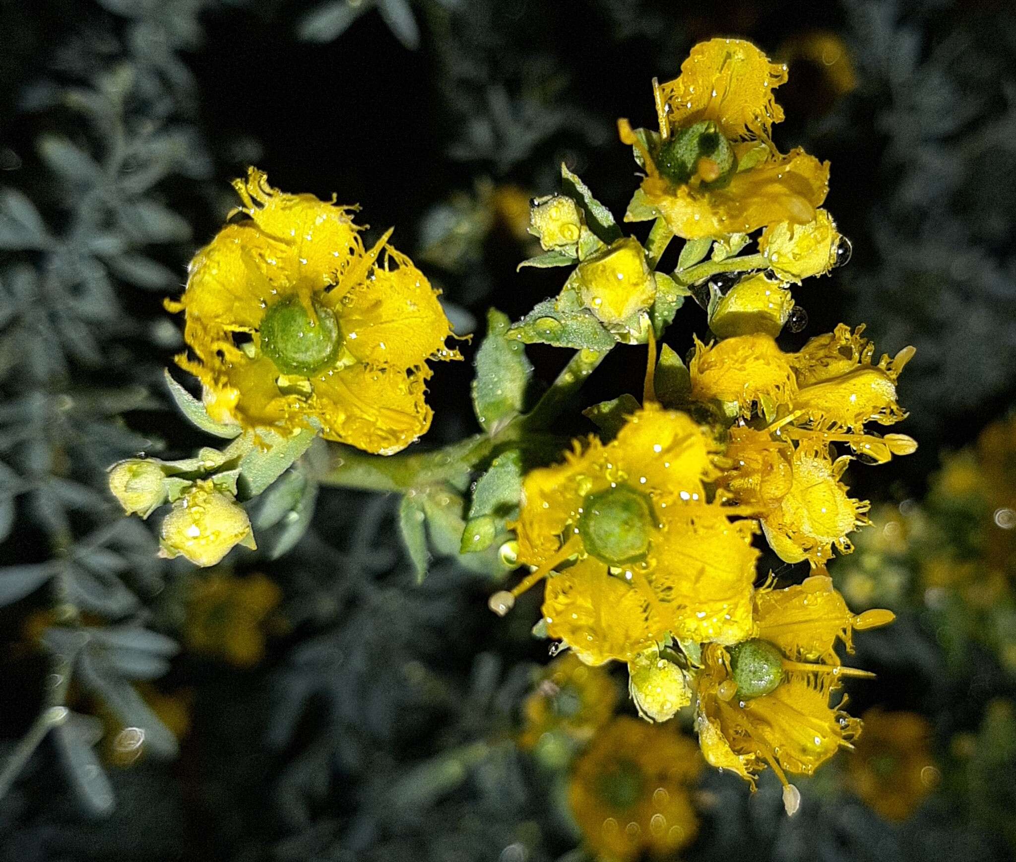 Image of fringed rue