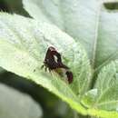 Imagem de Lycoderes (Lycoderides) hippocampus Fabricius