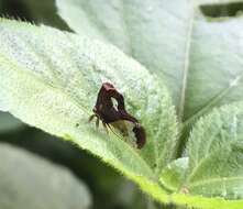 Imagem de Lycoderes (Lycoderides) hippocampus Fabricius