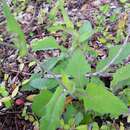 Emilia sonchifolia var. sonchifolia resmi