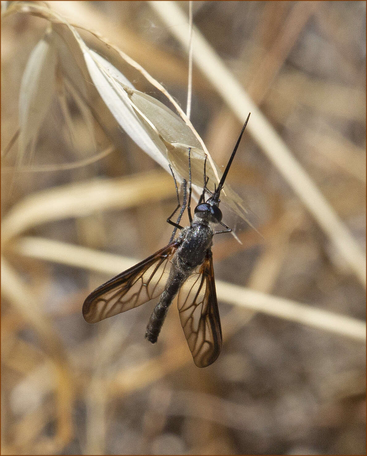 Image of Thevenetimyia californica Bigot 1875