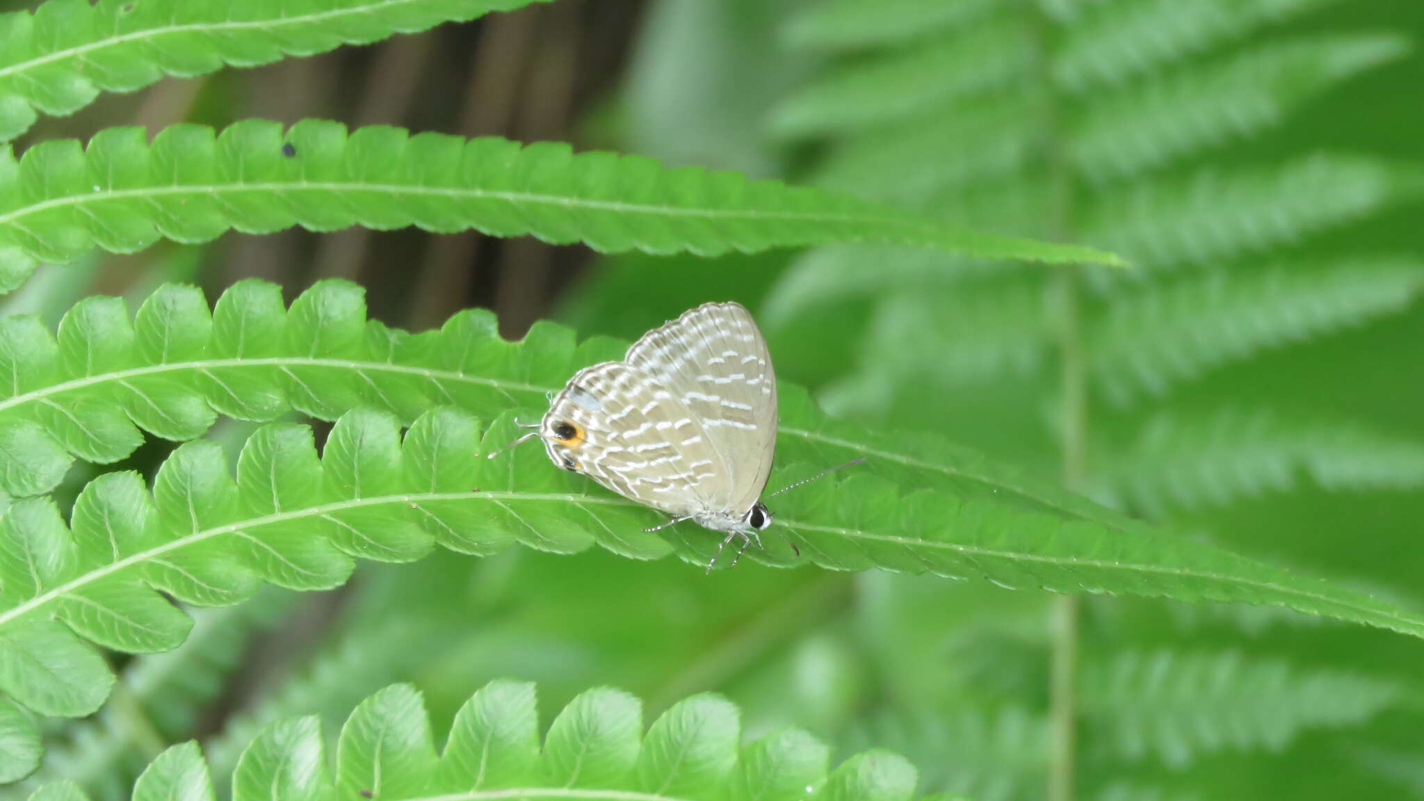 Image of <i>Jamides alecto dromicus</i>