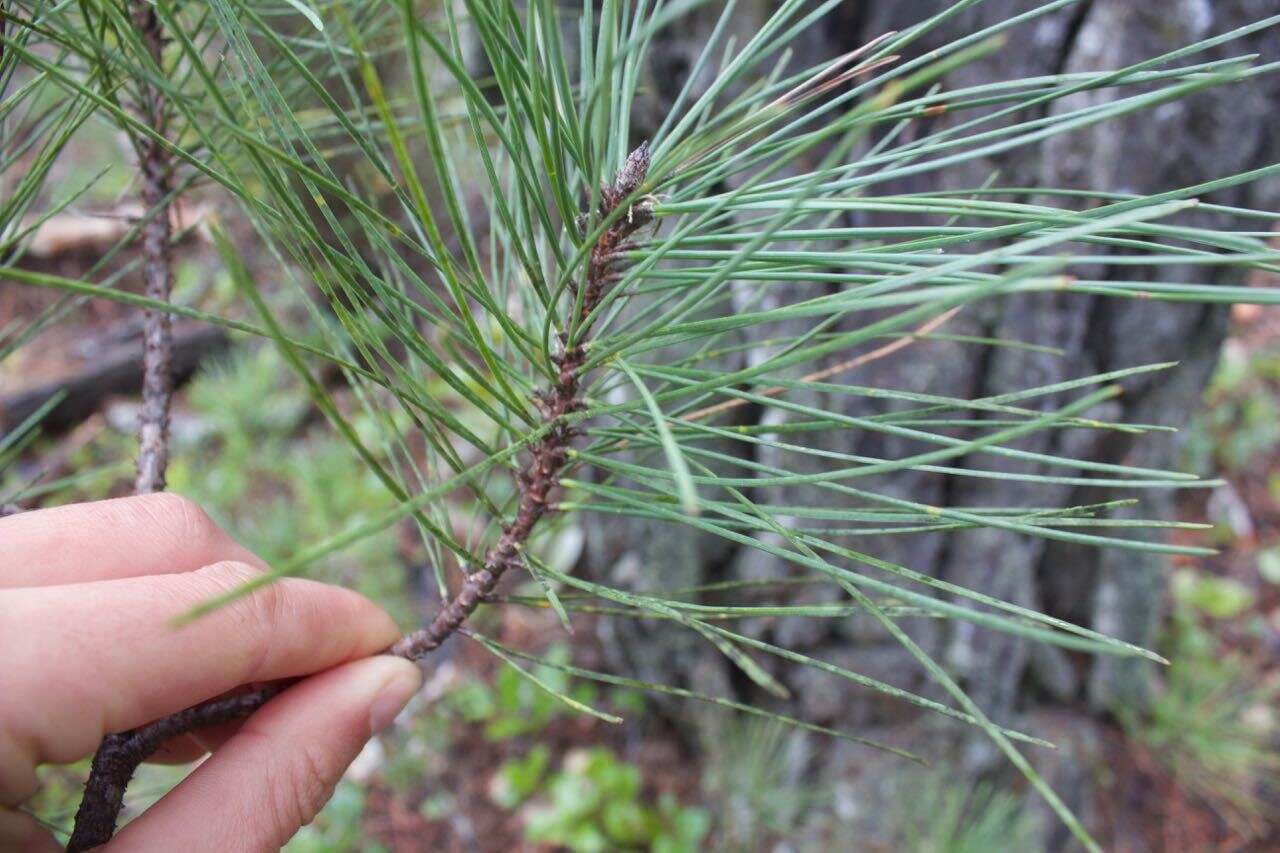 Image of Bishop pine