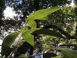 Imagem de Cinnamomum austrosinense Hung T. Chang