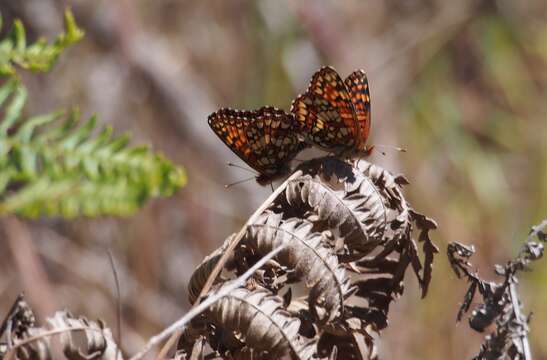 Image of Northern Checkerspot