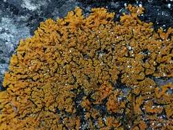 Image of orange wall lichen