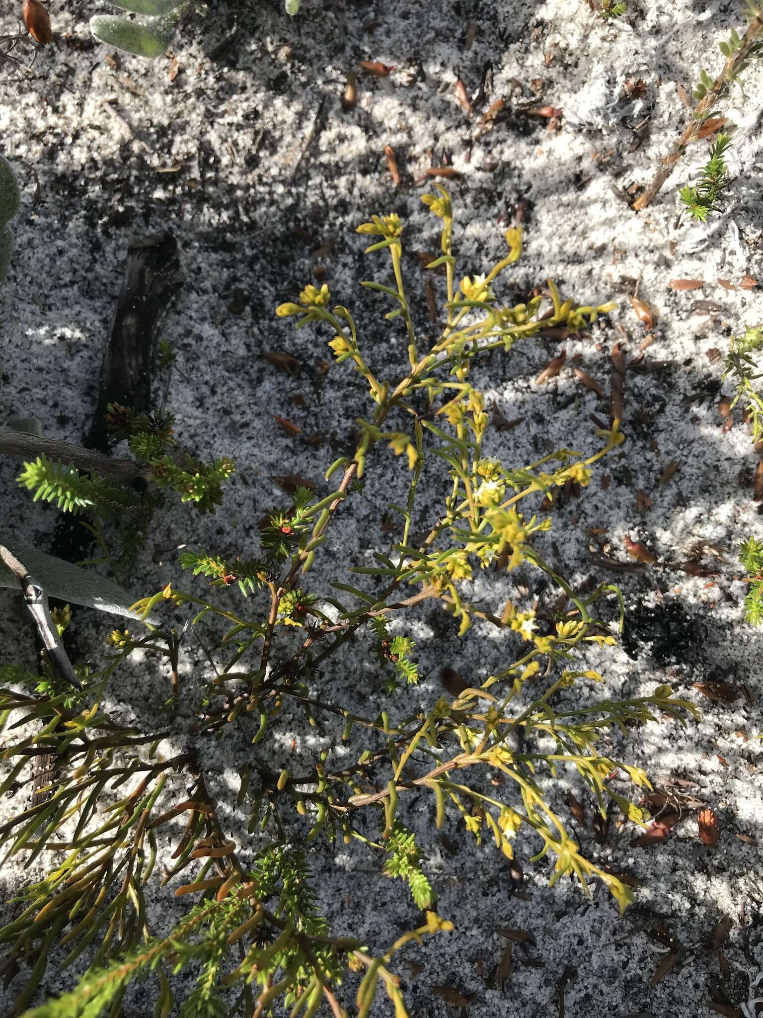 Image of Thesium acuminatum A. W. Hill