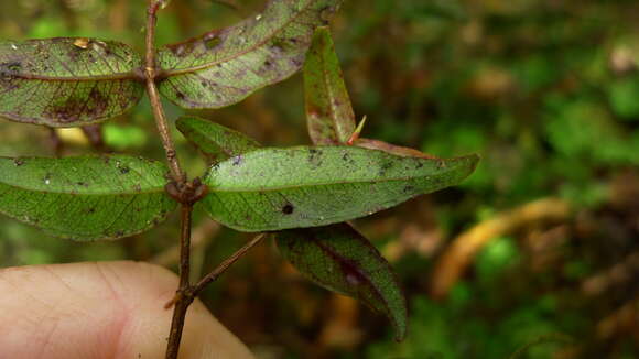 Image of Parkinson's Rata