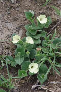 Image of Thunbergia capensis Rets.