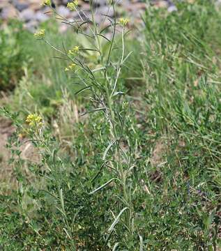 Image de Erysimum diffusum Ehrh.