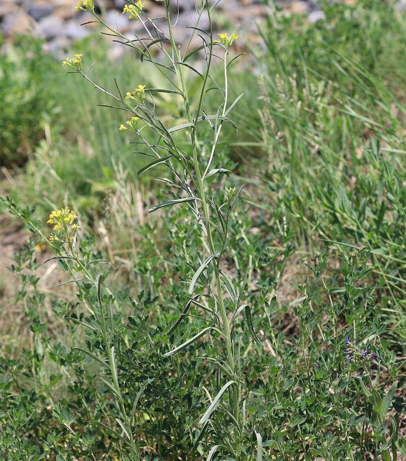 Image of diffuse wallflower