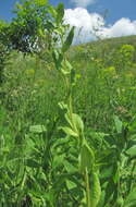 Image of Puccinia bupleuri (Opiz) F. Rudolphi 1829