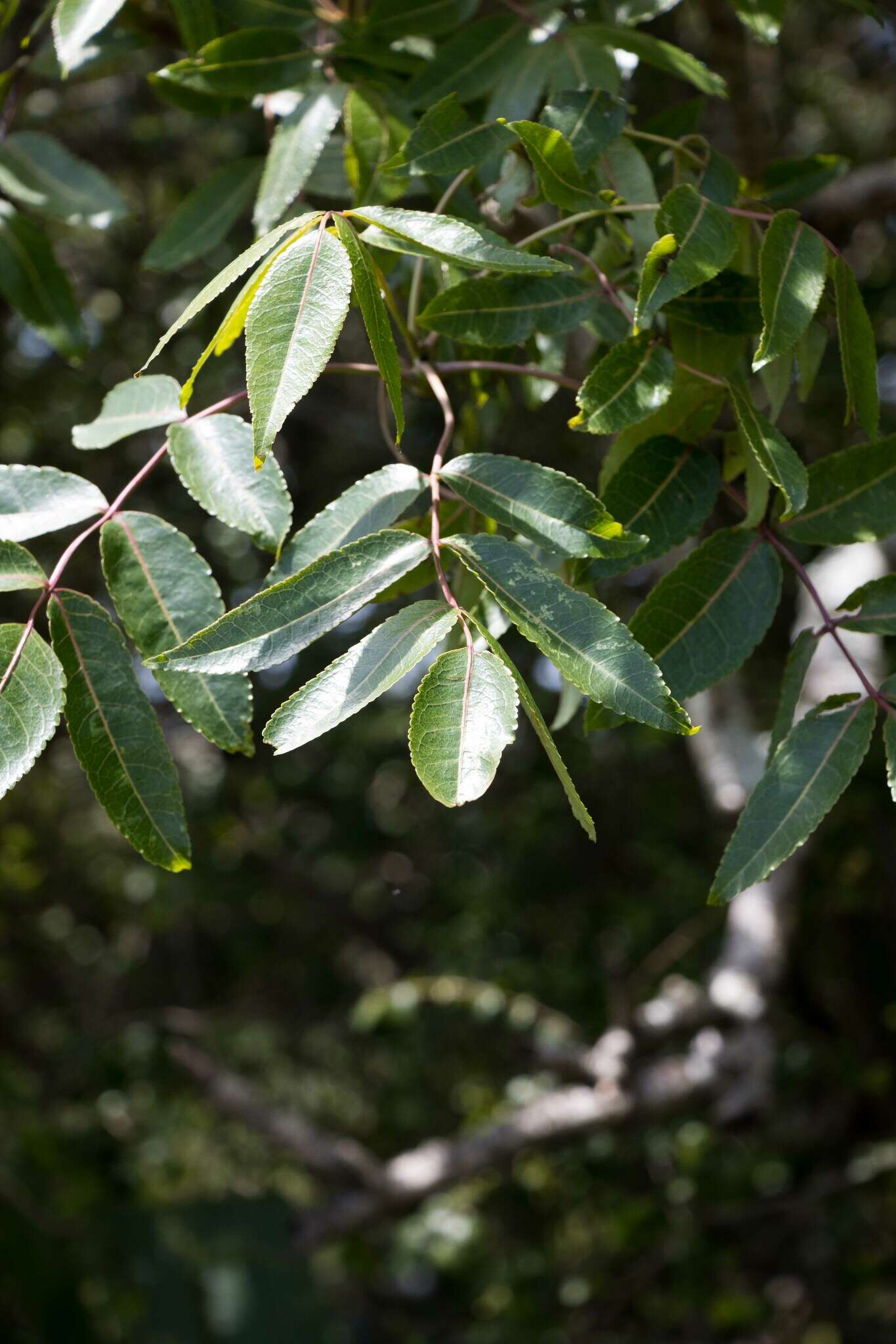 Imagem de Commiphora woodii Engl.