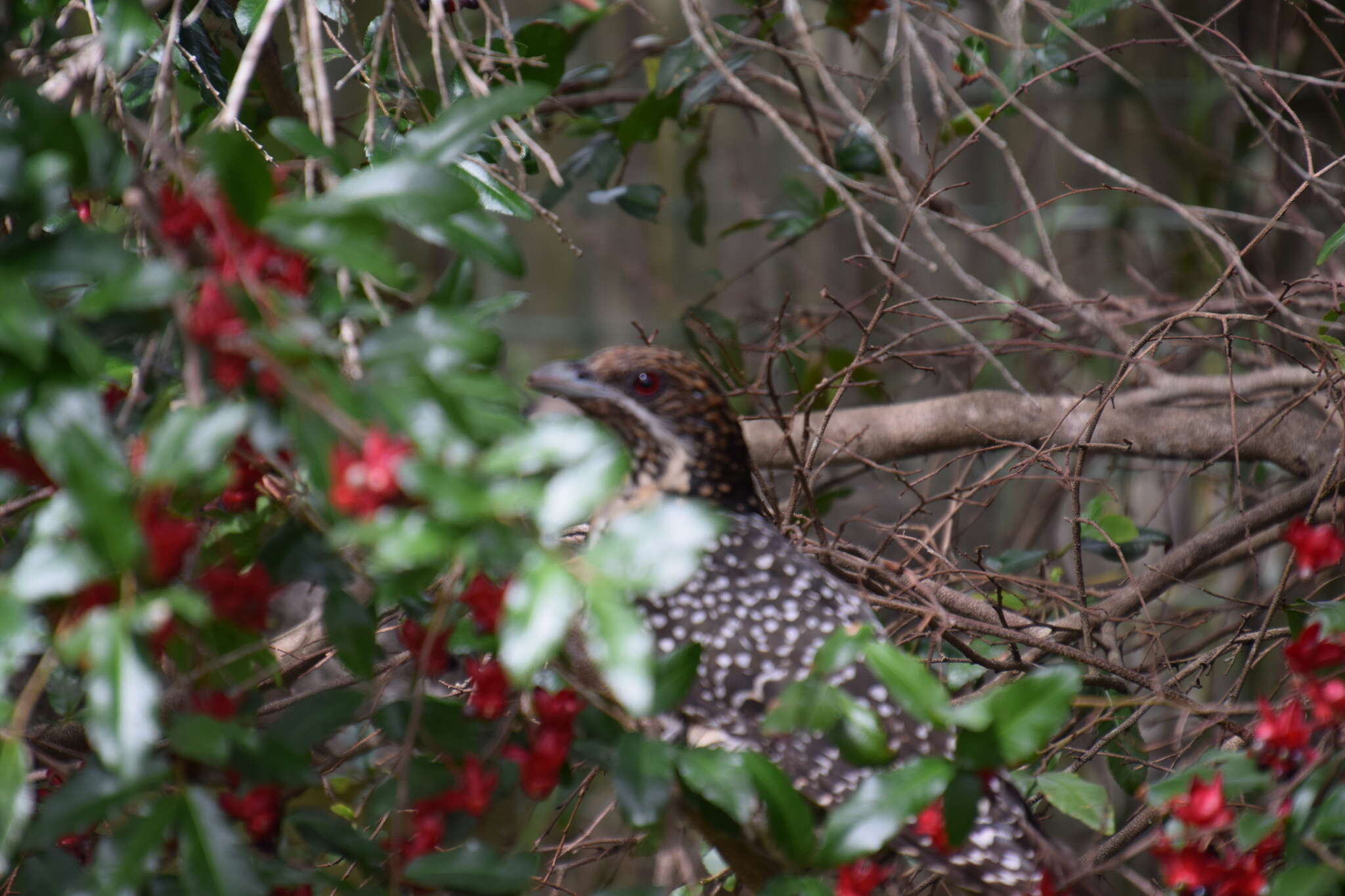 Image of Black-billed Koel