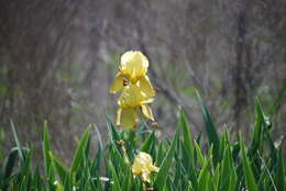 Image of German iris