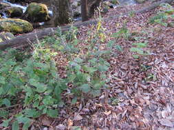 Image of Broad-leaved goldenrod