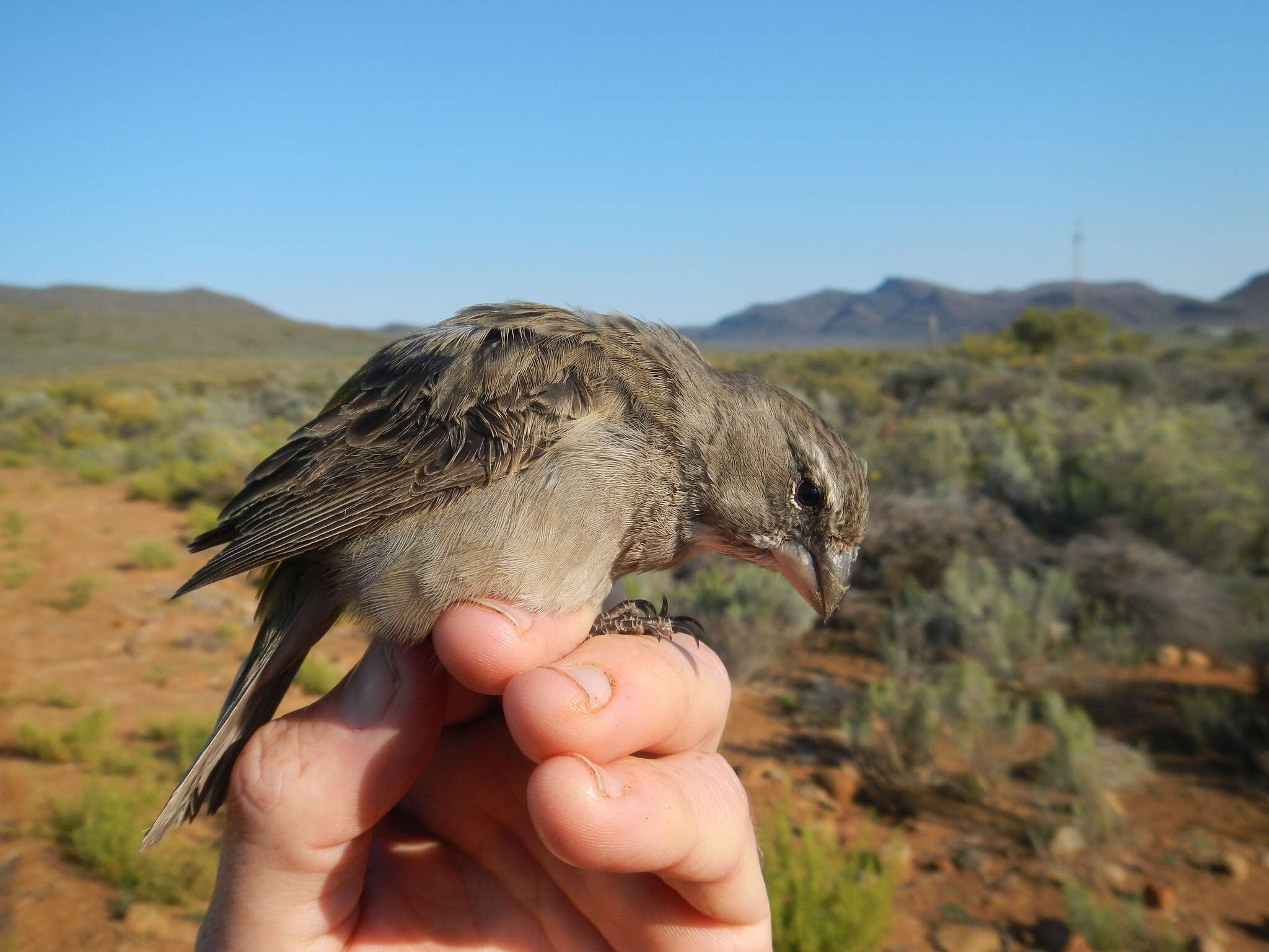 Image of White-throated Canary