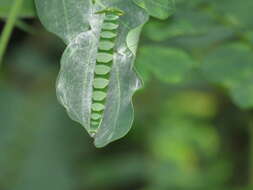 Image of Polyura hebe plautus Fruhstorfer 1898