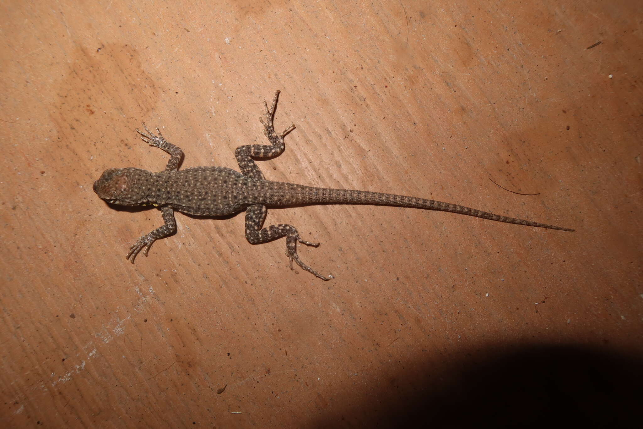 Image of Tschudi's Pacific Iguana