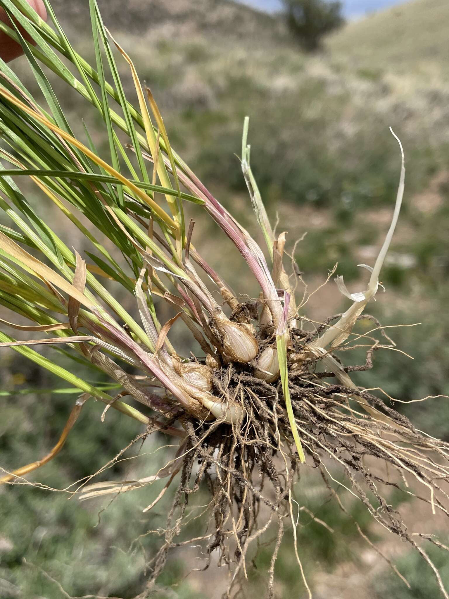 Image de Melica bulbosa Porter & J. M. Coult.