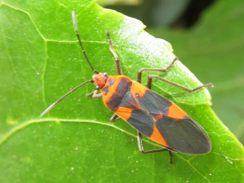 Image of Oncopeltus (Erythrischius) zonatus (Erichson 1848)