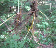 Image of Bedstraw