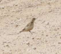 Image of Greater Short-toed Lark