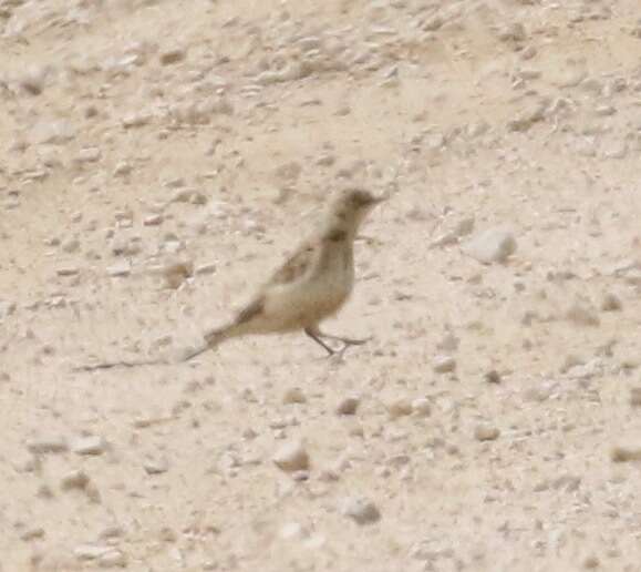 Image of Greater Short-toed Lark