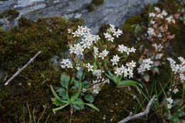 Image of Howell's Pseudosaxifrage