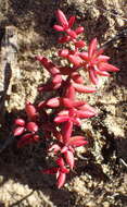 Image of Crassula expansa Soland.