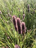 Image of Pongwa grass