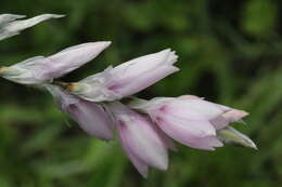 Imagem de Dierama igneum Klatt