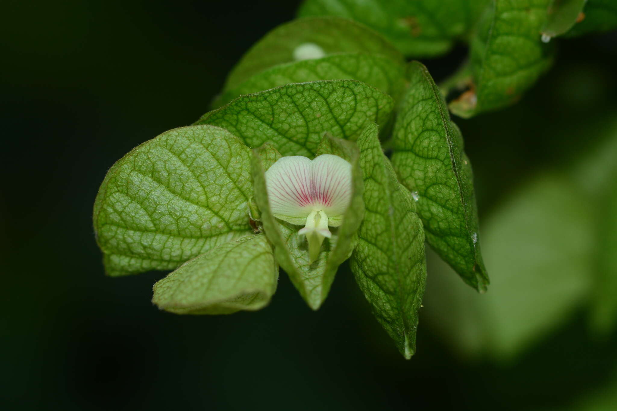 Слика од Flemingia strobilifera (L.) W. T. Aiton