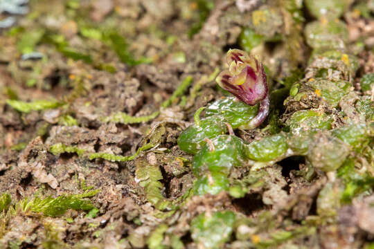 Sivun Bulbophyllum minutissimum (F. Muell.) F. Muell. kuva