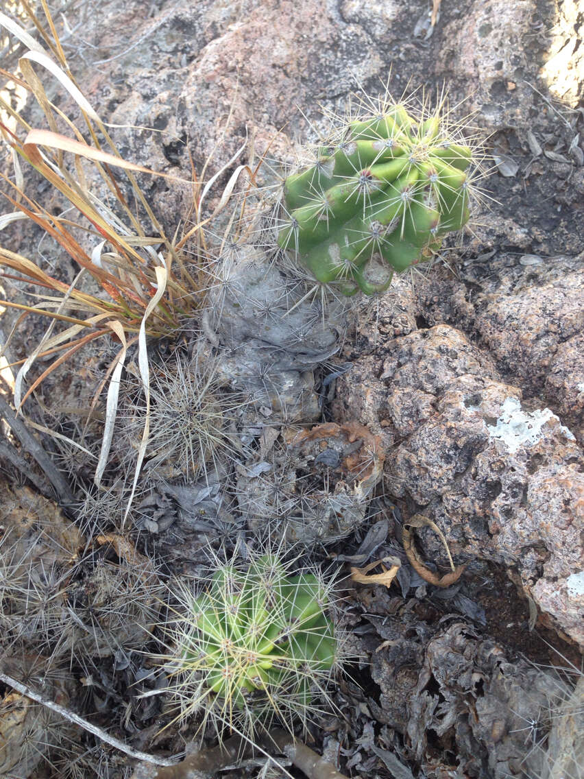 Image de Echinocereus cinerascens subsp. cinerascens