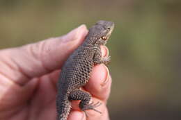 Image of Sceloporus dugesii Bocourt 1873