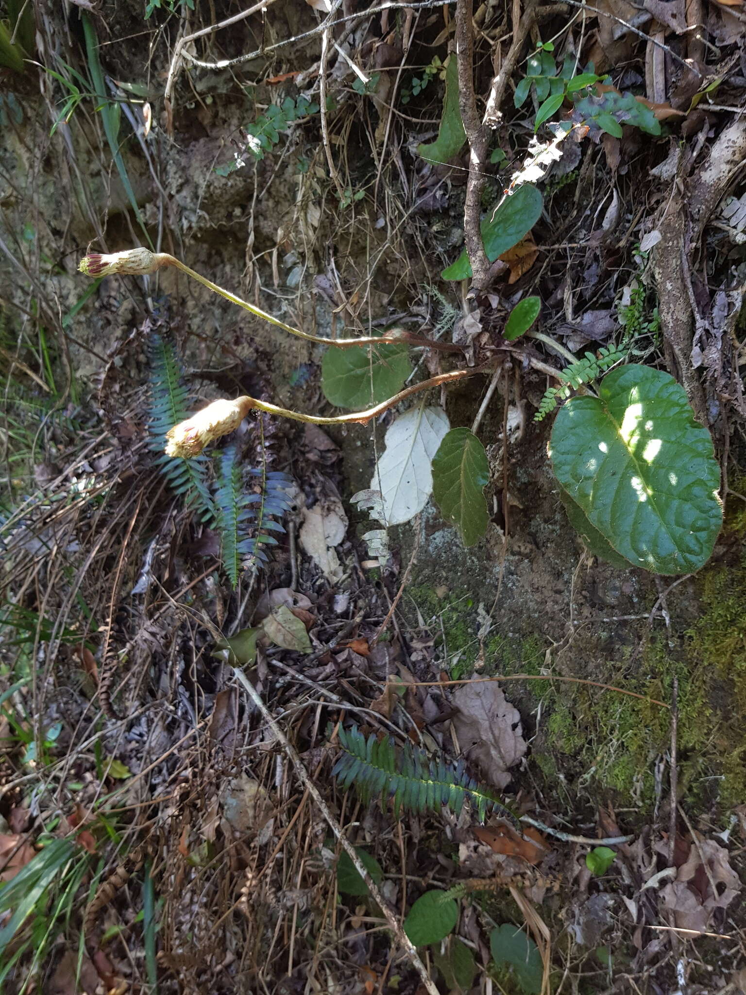 Image of Piloselloides cordata (Thunb.) C. Jeffrey