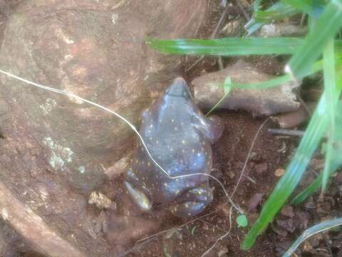 Image of Spotted Burrowing Frog