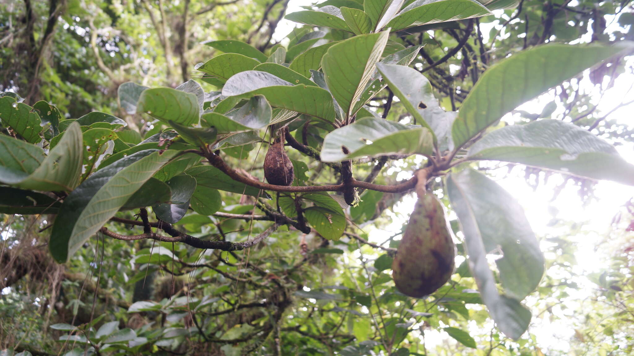 Image of avocado