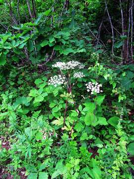 Image of Angelica cincta H. Boiss.