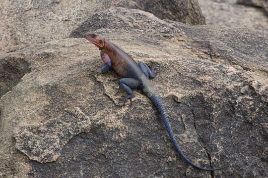 Image of Mwanza Flat-headed Rock Agama